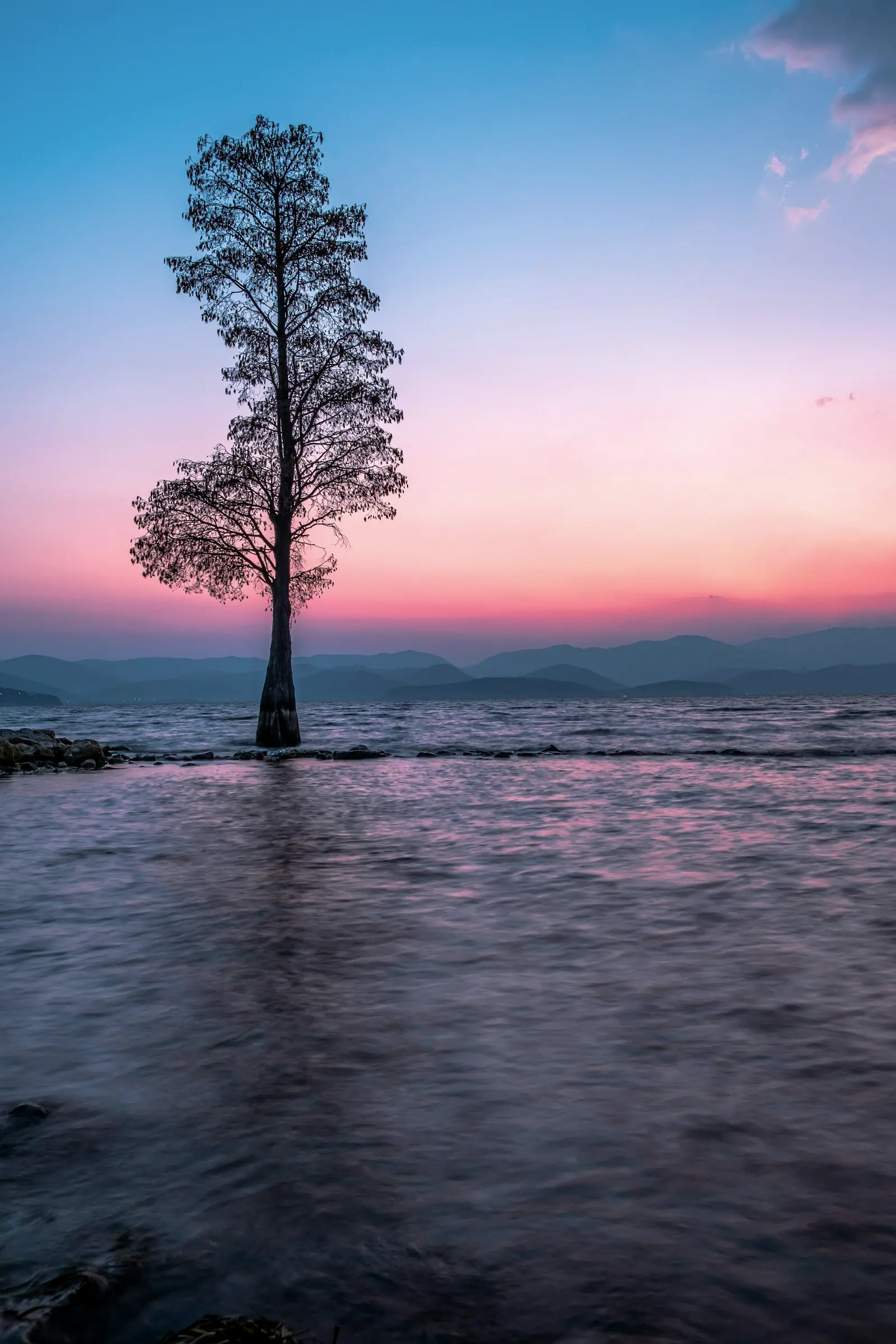 A lone tree standing in the pink-violet water of the lake