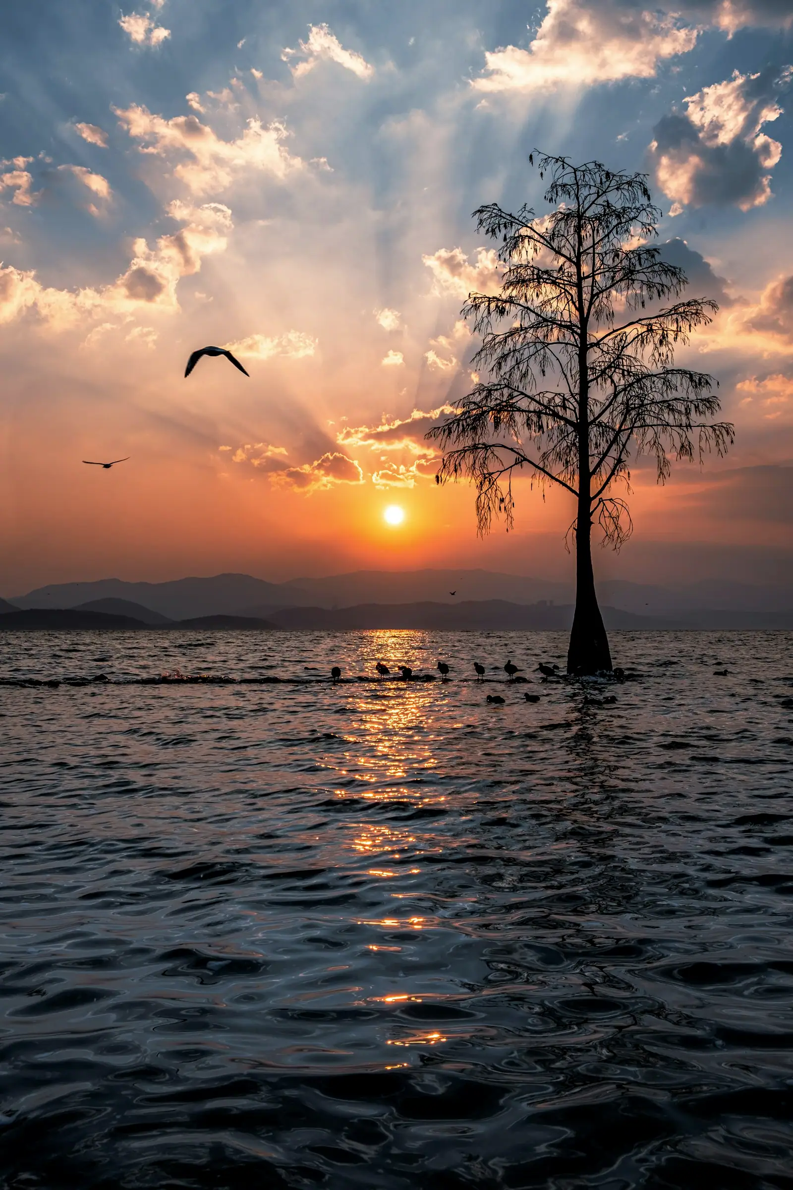 A tree in the lake against the setting sun, a bird flying past it