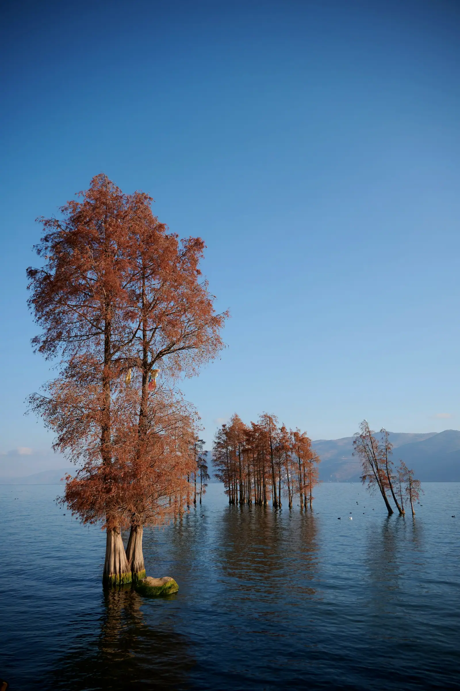 A few red-leaved trees standing in pale blue water