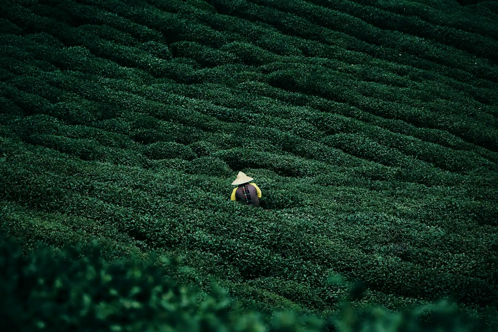 A tiny figure picking tea in a field of deep green